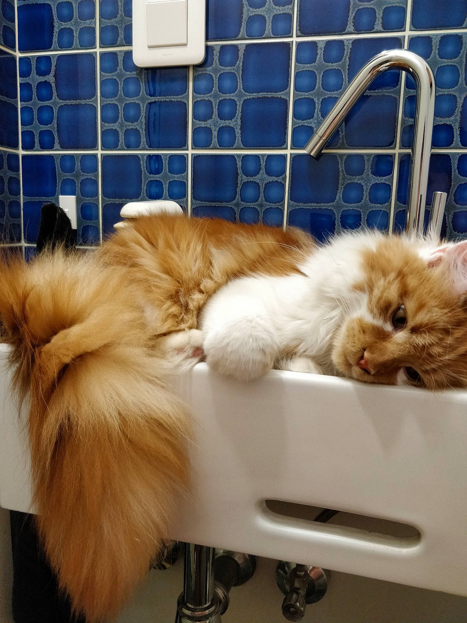 Thorin participe au concours pour gagner de l'argent avec cette photo : canidae, carnivore, cat, claw, comfort, companion_dog, dog_breed, fawn, felidae, fur, nap, paw, plant, room, small_to_medium_sized_cats, snout, sporting_group, tail, tap, whiskers