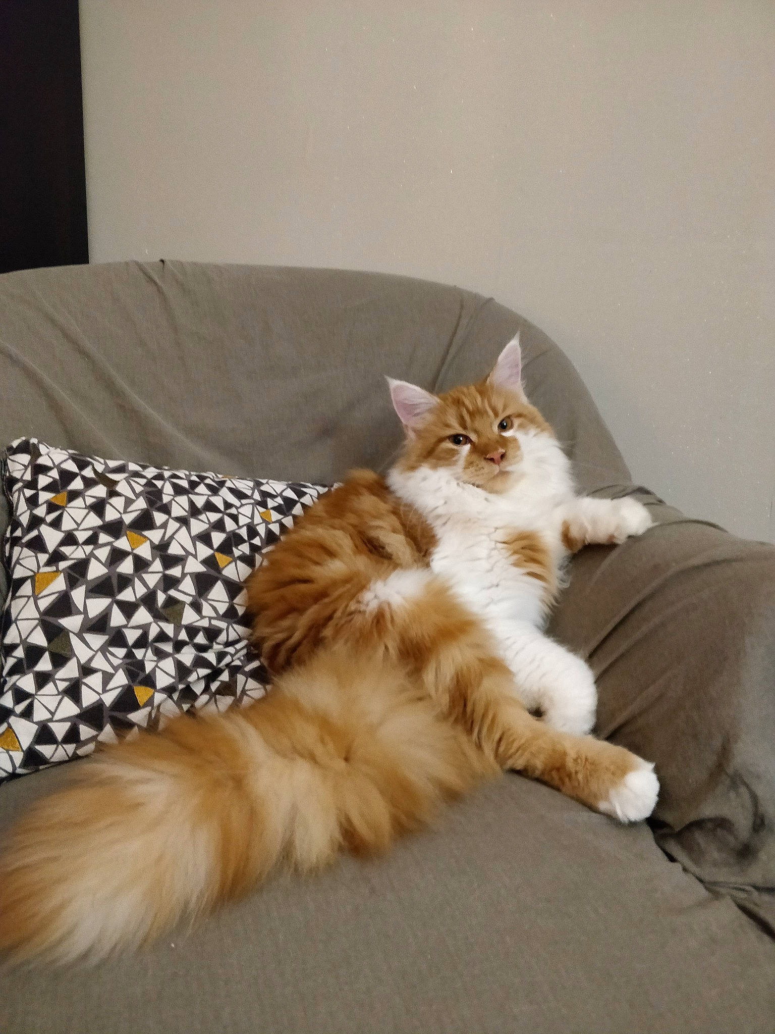 Thorin a rejoint le concours — aidez-le/la à gagner de superbes lots ! bed, carnivore, cat, claw, comfort, companion_dog, couch, domestic_short_haired_cat, fawn, felidae, flooring, fur, hardwood, linens, paw, sitting, small_to_medium_sized_cats, tail, whiskers, wood