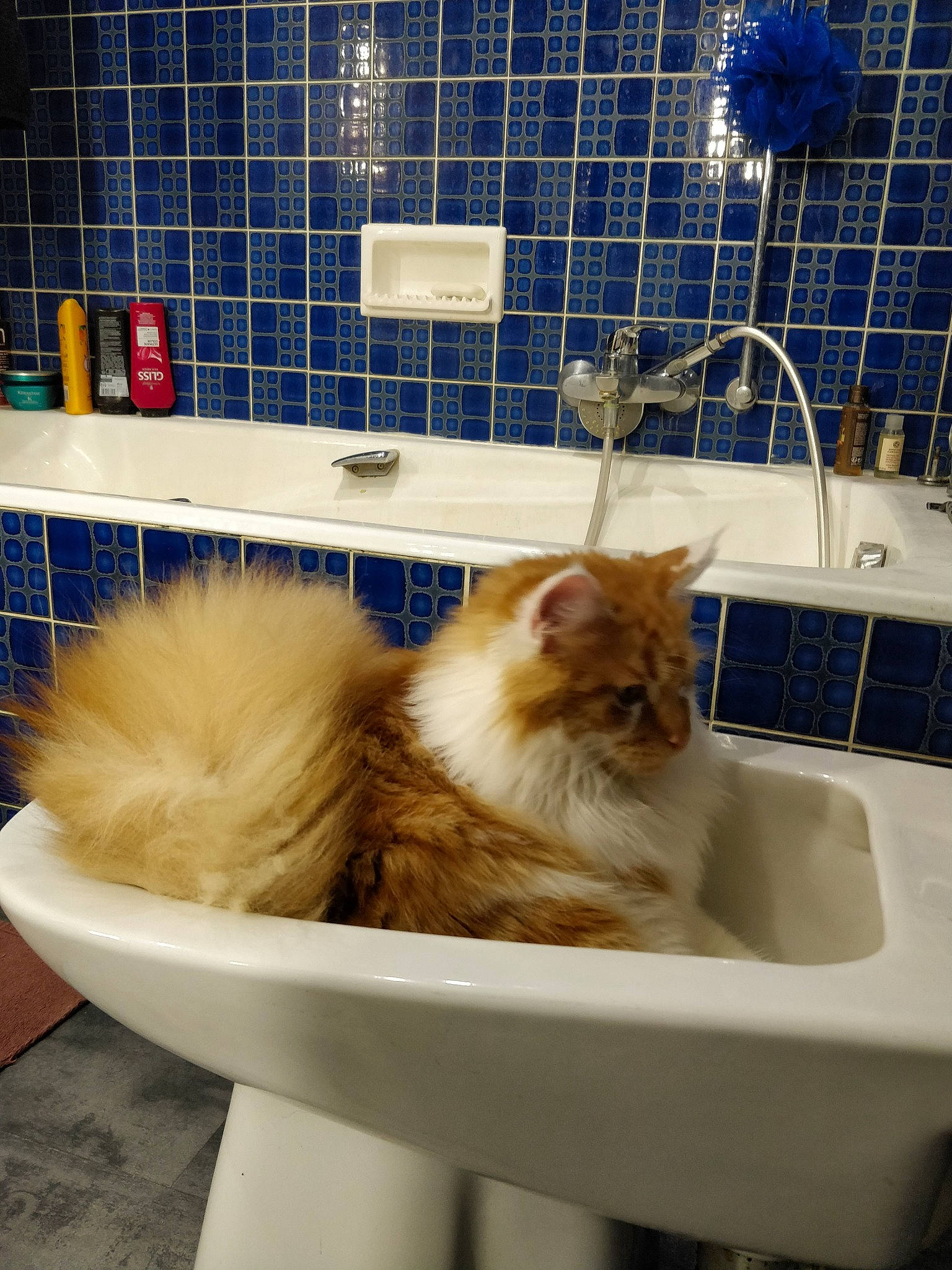 Thorin a rejoint le concours — aidez-le/la à gagner de superbes lots ! animal_shelter, bathroom, carnivore, cat, companion_dog, fawn, felidae, floor, flooring, fluid, fur, pet_supply, plumbing, plumbing_fixture, room, small_to_medium_sized_cats, tail, tap, tile, whiskers