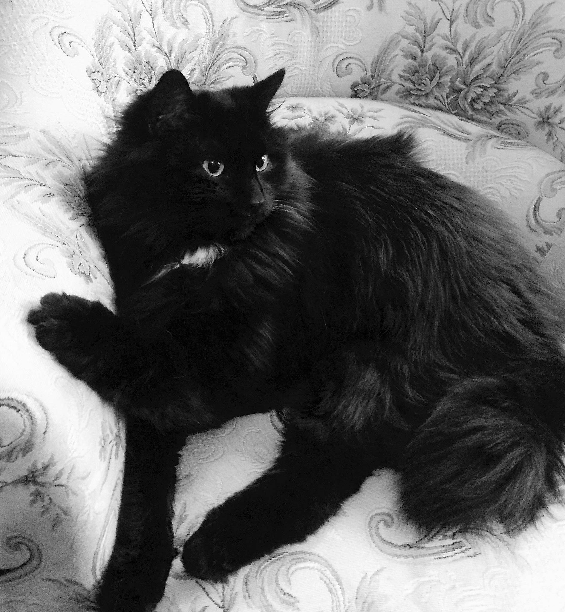 Tyrion participe au concours pour gagner de l'argent avec cette photo : black_cat, bombay, carnivore, cat, claw, comfort, domestic_short_haired_cat, felidae, fur, monochrome, monochrome_photography, paw, plant, small_to_medium_sized_cats, snout, style, tail, terrestrial_animal, whiskers, window