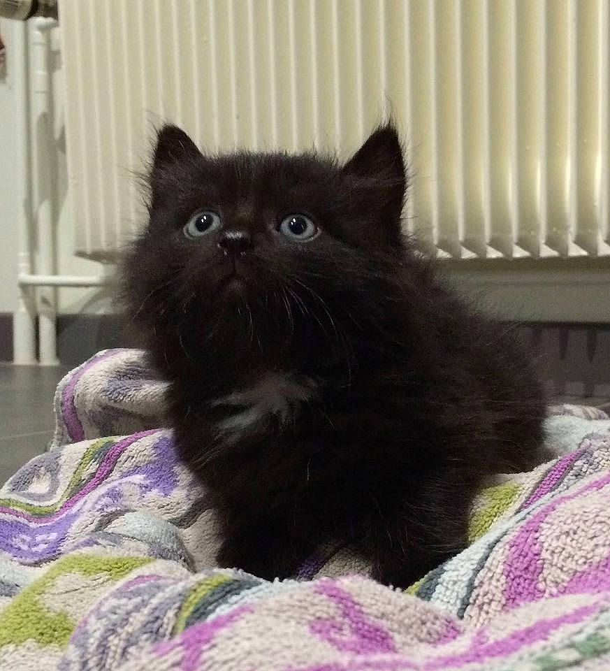 Tyrion participe au concours pour gagner de l'argent avec cette photo : black_cat, bombay, carnivore, cat, cat_supply, claw, comfort, domestic_short_haired_cat, fawn, felidae, fur, grey, magenta, pattern, small_to_medium_sized_cats, snout, tail, terrestrial_animal, whiskers