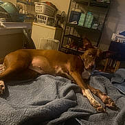 Cocoa is registered to the contest to win money with this photo: dog, brown_dog, bed, blanket, quilt, laundry_baskets, cage, indoor, room, furniture, fan, shelves, clutter, domestic, pet, resting, relaxed, cozy, animal, home
