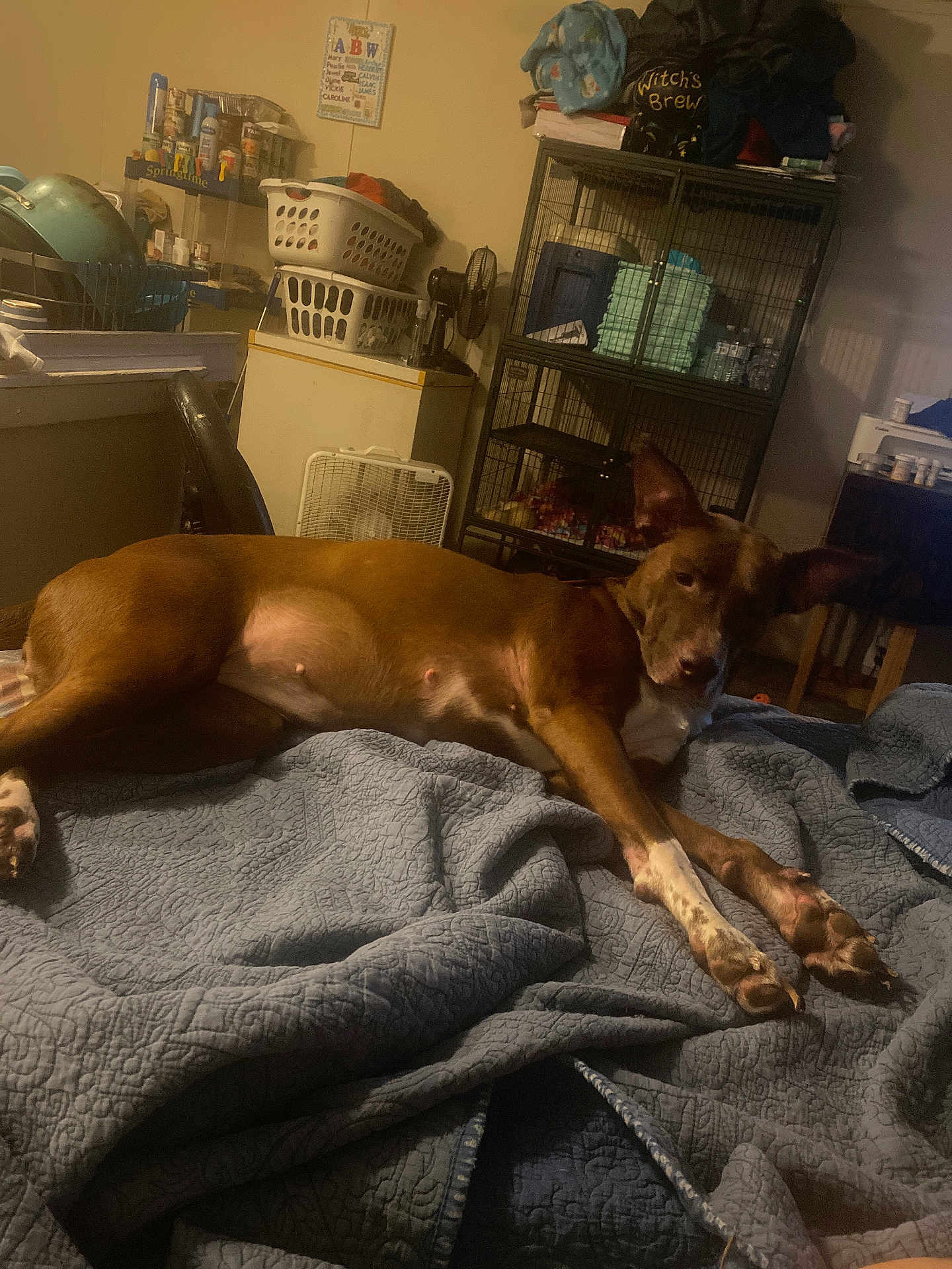 Cocoa