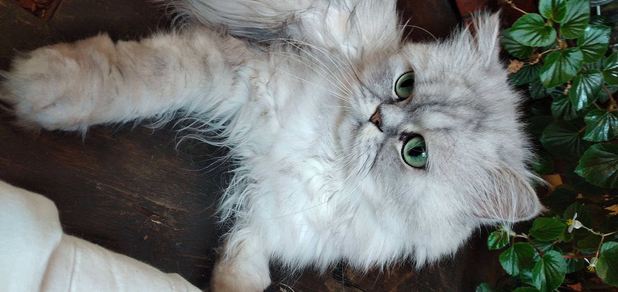 Eliot a rejoint le concours — aidez-le/la à gagner de superbes lots ! british_longhair, carnivore, cat, event, felidae, fur, persian, plant, siberian, small_to_medium_sized_cats, snout, tail, terrestrial_animal, whiskers