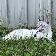Mae Mae is registered to the contest to win money with this photo: cat, animal, grass, outdoor, fence, blue_eyes, white_fur, gray_fur, pet, nature, meadow, flora, wildflowers, leaves, greenery, mammal, alert, closeup, resting, summer