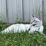 cat, animal, grass, outdoor, fence, blue_eyes, white_fur, gray_fur, pet, nature, meadow, flora, wildflowers, leaves, greenery, mammal, alert, closeup, resting, summer