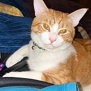 Stinky is registered to the contest to win money with this photo: cat, orange_cat, white_cat, pet, animal, indoor, bed, blanket, remote_control, collar, bell, fur, whiskers, cute, relaxed, looking_at_camera, domestic_cat, resting, cozy, comfortable