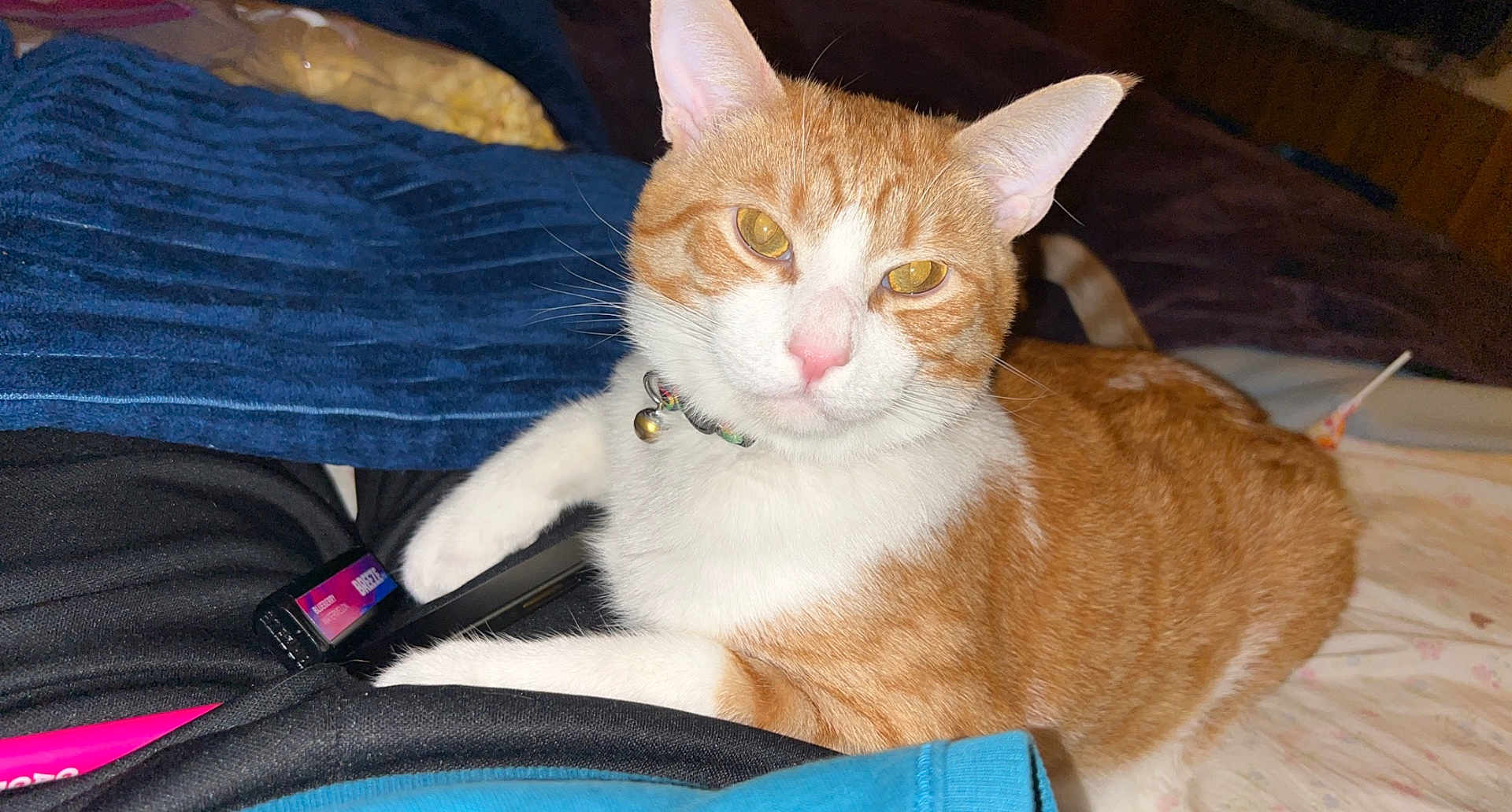 Stinky is registered to the contest to win money with this photo: cat, orange_cat, white_cat, pet, animal, indoor, bed, blanket, remote_control, collar, bell, fur, whiskers, cute, relaxed, looking_at_camera, domestic_cat, resting, cozy, comfortable