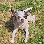 Mia joined the competition — help win amazing prizes! animal, canine, chihuahua, clothing, cute, dog, ears, face, fur, grass, hoodie, laying, mammal, nose, outdoor, paw, pet, sitting, small_dog, sunlight