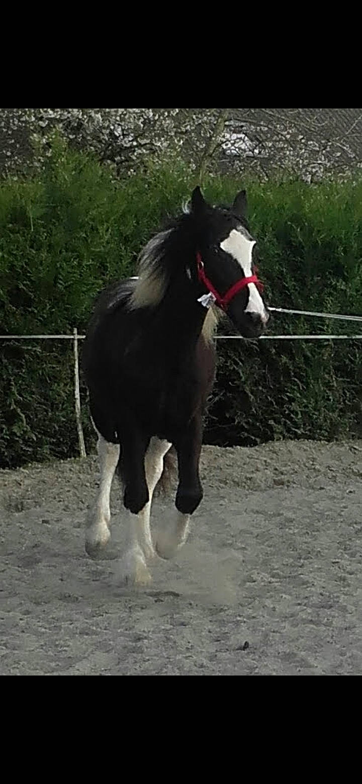 Flicka a rejoint le concours — aidez-le/la à gagner de superbes lots ! bridle, colt, horse, horse_supplies, horse_tack, livestock, mammal, mane, mare, mustang_horse, pack_animal, recreation, rein, snout, stallion, tail, vertebrate, working_animal