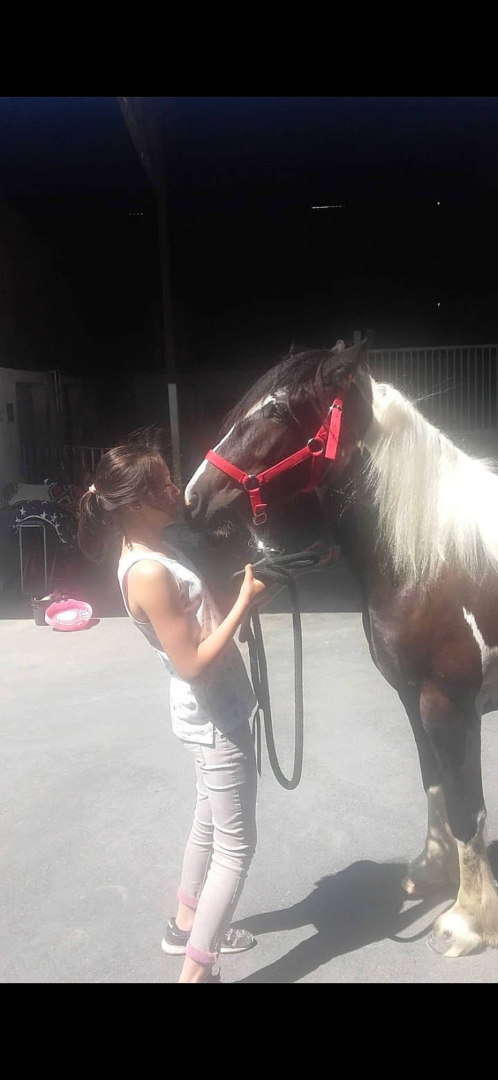 Flicka a rejoint le concours — aidez-le/la à gagner de superbes lots ! bridle, horse, horse_supplies, horse_tack, livestock, mane, mare, organism, snout, stallion