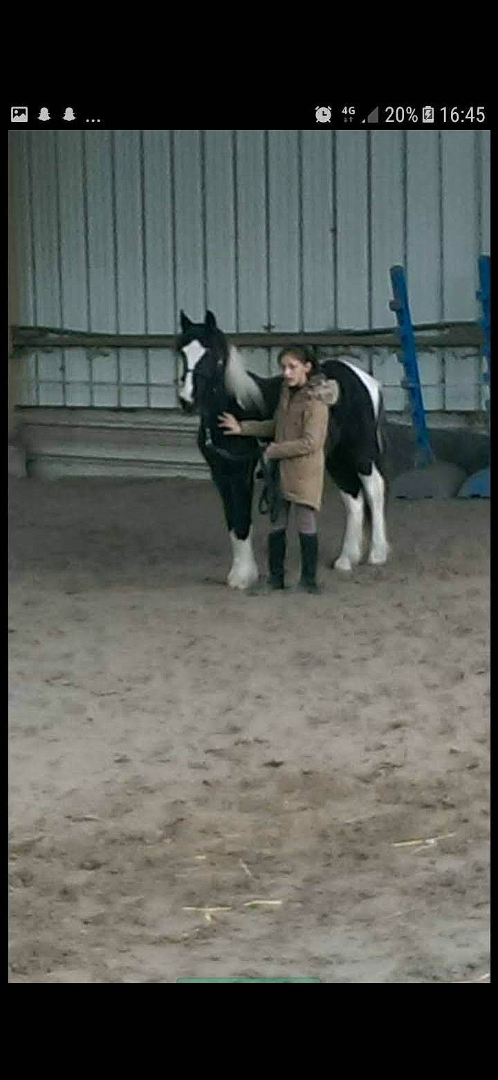 Flicka a rejoint le concours — aidez-le/la à gagner de superbes lots ! bridle, foal, horse, horse_supplies, horse_tack, livestock, mammal, mane, mare, pack_animal, pony, recreation, riding_instructor, stallion, vertebrate