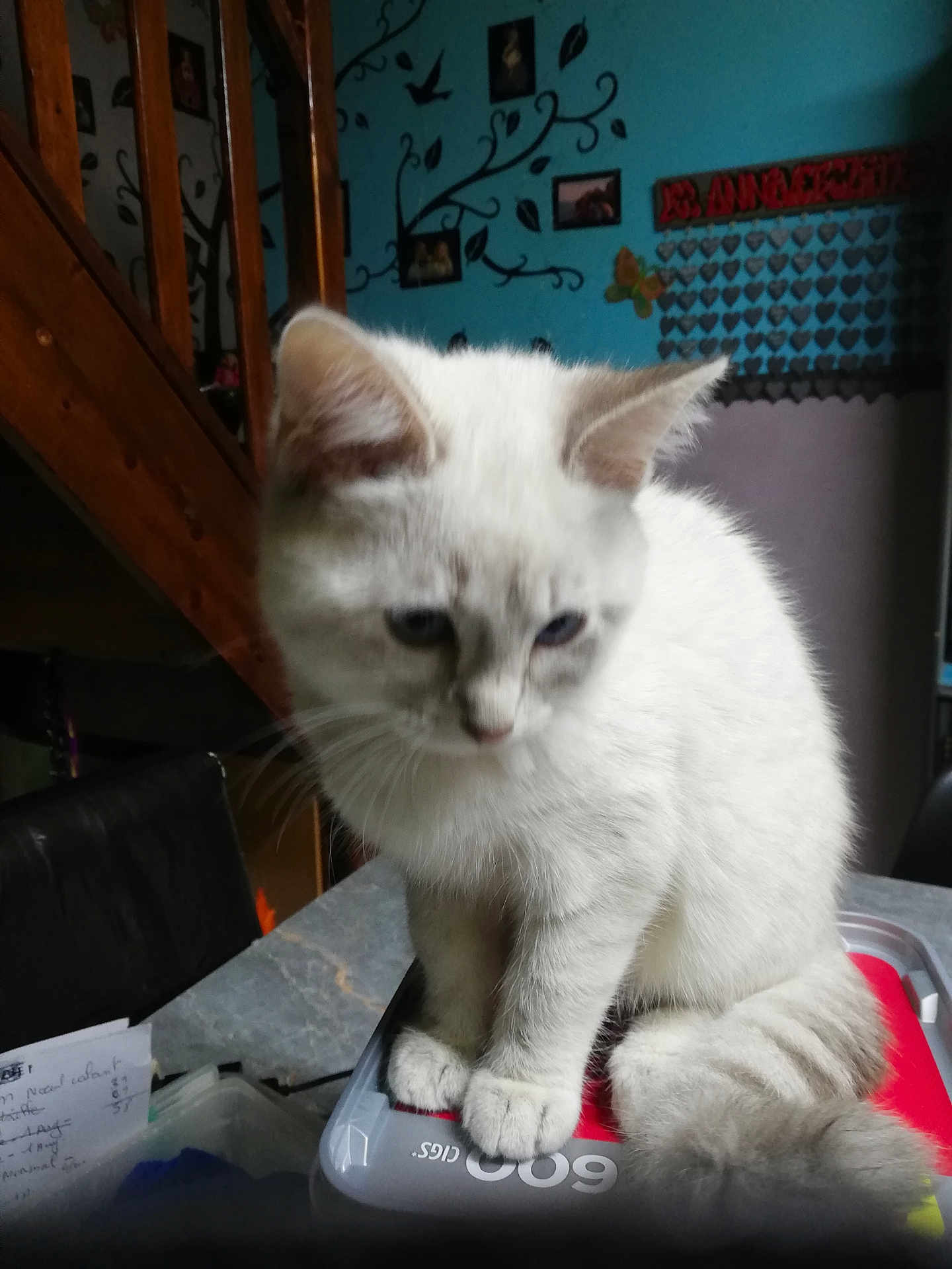 Ange participe au concours pour gagner de l'argent avec cette photo : kitten, cat, pet, indoor, table, stairs, wood, blue_wall, decor, furniture, box, animal, fur, whiskers, face, tail, paws, sitting, closeup, cute