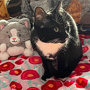 M.j joined the competition — help win amazing prizes! cat, black_and_white, tuxedo_cat, plush_toy, stuffed_animal, blanket, floral_pattern, indoor, pet, animal, cozy, feline, whiskers, sitting, cute, domestic_cat, soft_toys, colorful, decor, relaxed