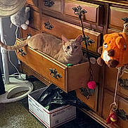 Peaches is registered to the contest to win money with this photo: cat, drawer, wooden_furniture, orange_tabby, fan, box, plush_toy, carpet, indoor, pet, curious, clutter, cabinet, animal, relaxed, eye_contact, home, cozy, resting, orange_cat