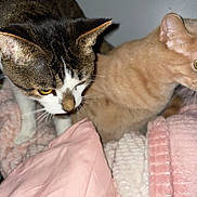 H.j joined the competition — help win amazing prizes! cat, tabby_cat, beige_cat, pets, indoor, blanket, pillow, cozy, fur, whiskers, curious, animal, mammal, closeup, two_cats, soft_texture, resting_place, home, feline, exploring