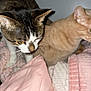 cat, tabby_cat, beige_cat, pets, indoor, blanket, pillow, cozy, fur, whiskers, curious, animal, mammal, closeup, two_cats, soft_texture, resting_place, home, feline, exploring