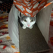 Max is registered to the contest to win money with this photo: cat, paper_bag, halloween, ghost_pattern, scratcher_pad, blanket, fall_leaves, orange, white, grey, pet, indoor, curious, animal, cozy, cute, closeup, feline, holiday, playful