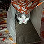 cat, paper_bag, halloween, ghost_pattern, scratcher_pad, blanket, fall_leaves, orange, white, grey, pet, indoor, curious, animal, cozy, cute, closeup, feline, holiday, playful