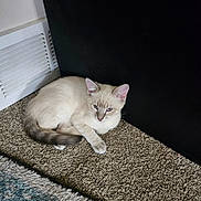 Baby joined the competition — help win amazing prizes! animal, black_wall, blue_eyes, carpet, cat, curled_up, cute, domestic_cat, feline, floor, fur, indoor, kitten, pet, relaxed, resting, small, vent, white_vent, young_cat