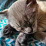 Baby is registered to the contest to win money with this photo: cat, sleeping, close_up, fur, whiskers, paw, blanket, pattern, blue, white, resting, cute, pet, animal, cozy, indoor, soft, peaceful, relaxation, feline