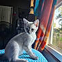 Baby joined the competition — help win amazing prizes! kitten, cat, blue_eyes, indoor, window, curtains, patterned_surface, light, feline, pet, young_cat, domestic_cat, whiskers, ears, sitting, side_view, cozy, home, furniture, natural_light