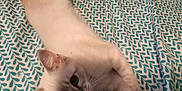 Baby is registered to the contest to win money with this photo: cat, bed, pillow, remote_control, patterned_bedspread, stretching, indoor, pet, feline, blue_eyes, white_fur, curious, relaxed, sleepy, whiskers, ears, claws, soft_light, close_up, domestic_animal
