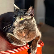 Lumen joined the competition — help win amazing prizes! animal, black_cat, cat, close_up, cozy, domestic_cat, ears, feline, fur, household, indoor, pet, portrait, relaxed, resting, shadow, sunlight, whiskers, wooden_table, yellow_eyes