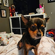 Lola is registered to the contest to win money with this photo: dog, small_dog, bed, blanket, indoor, furniture, shelf, picture_frame, decor, ears, fur, pet, animal, closeup, brown, black, cute, looking, curious, room