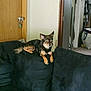 Lola is registered to the contest to win money with this photo: dog, couch, indoor, pet, relaxed, small_dog, furniture, living_room, wooden_door, home, canine, black_couch, resting, ears_up, domestic, animal, carpet, door_knob, casual, quiet