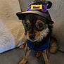 Lola is registered to the contest to win money with this photo: dog, small_dog, puppy, hat, witch_hat, costume, pet, indoors, couch, furniture, animal, brown_dog, black_dog, sitting, looking, cute, domestic_animal, companion, fur, canine