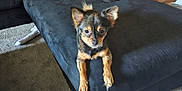 Lola is registered to the contest to win money with this photo: dog, sofa, living_room, carpet, pet, furniture, canine, indoor, resting, small_dog, sectional_couch, ears_up, brown_dog, curious, home, person_partially_visible, relaxing, cozy, black_sofa, casual