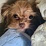Bella is registered to the contest to win money with this photo: dog, pet, cute, blanket, cozy, fur, face, nose, eyes, indoor, sleepy, resting, closeup, small_dog, snuggled, cute_pet, animal, warm, comfort, portrait