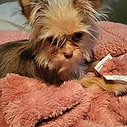 Bella is registered to the contest to win money with this photo: dog, small_dog, fluffy, fur, blanket, pink, cozy, indoor, pet, animal, cute, relaxed, portrait, furry, comfort, home, sleepy, ears, face, closeup