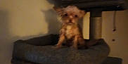 Bella is registered to the contest to win money with this photo: dog, pet_furniture, cat_tree, small_dog, indoor, dim_lighting, blur, brown_dog, animal, furry, looking_at_camera, home, cozy, pet, sitting, furniture, shadow, wall, room, tiny