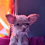 Bella is registered to the contest to win money with this photo: dog, small_dog, fluffy, ears, pet, animal, cute, portrait, indoors, cozy, fur, snout, whiskers, close_up, domestic_animal, canine, young_dog, looking_away, soft_light, purple_background