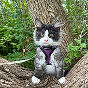 Spook is registered to the contest to win money with this photo: cat, black_and_white_cat, fluffy, longhaired, whiskers, green_eyes, pink_nose, purple_harness, leash, tree, tree_branch, forest, woodland, outdoors, nature, foliage, sitting, pet, animal_portrait, cute