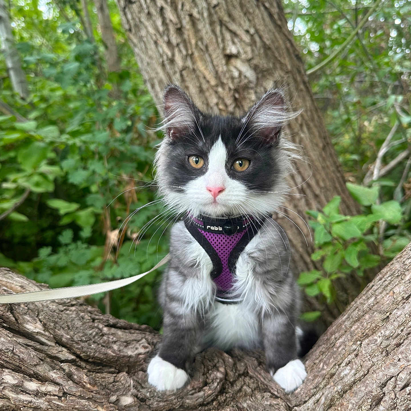 Spook is registered to the contest to win money with this photo: cat, black_and_white_cat, fluffy, longhaired, whiskers, green_eyes, pink_nose, purple_harness, leash, tree, tree_branch, forest, woodland, outdoors, nature, foliage, sitting, pet, animal_portrait, cute