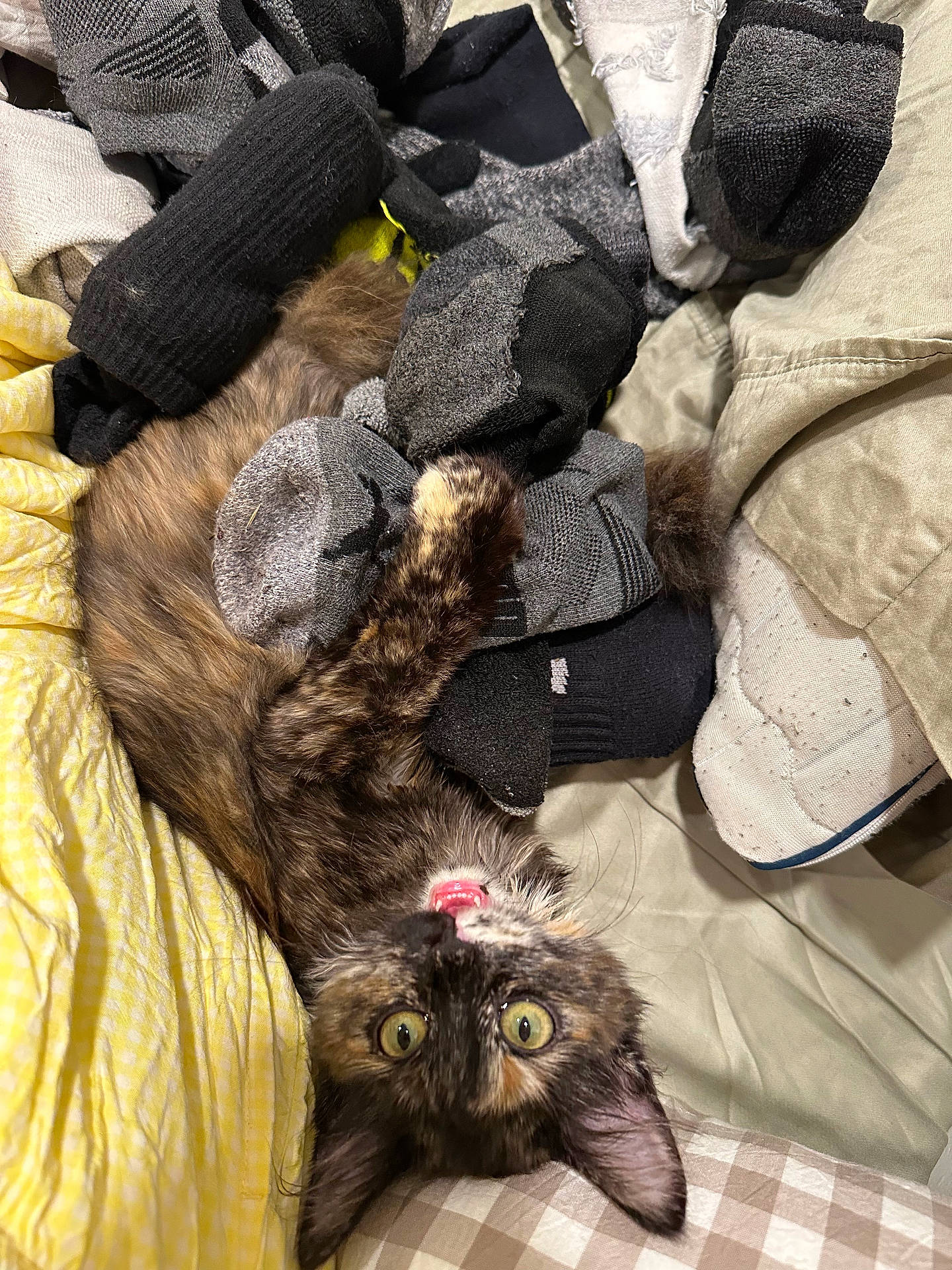 Princess Donut joined the competition — help win amazing prizes! animal, bed, bedding, bedroom, blanket, cat, closeup, clothing, feline, funny, indoors, laundry, lying_down, pet, pillow, portrait, socks, tortoiseshell_cat, upside_down, wide_eyes
