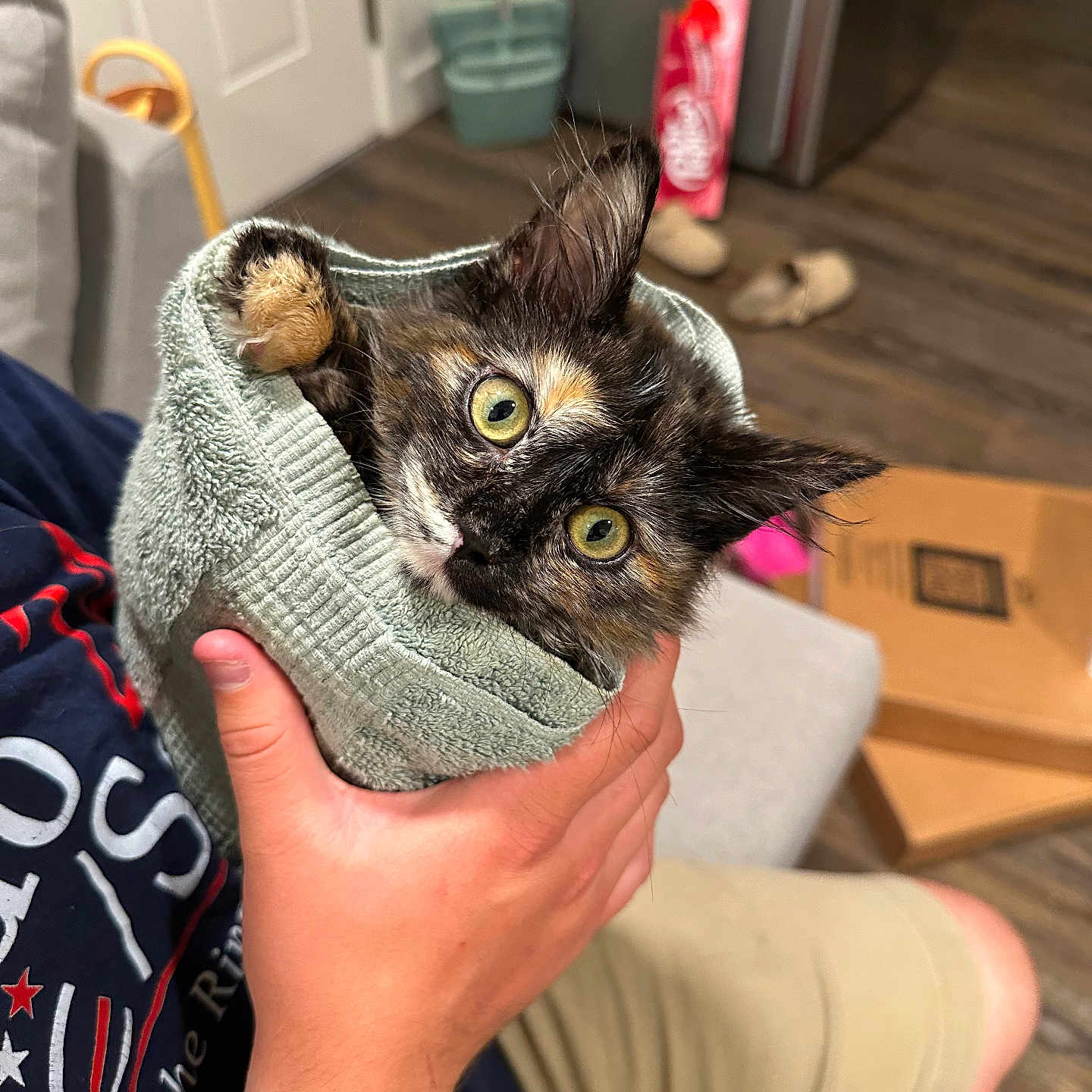 Princess Donut joined the competition — help win amazing prizes! kitten, cat, pet, animal, fur, black_and_white, tortoiseshell, yellow_eyes, wide_eyes, portrait, being_held, towel, wrapped, human_hand, indoor, wood_floor, furniture, slippers, laundry_room, cute