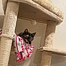 Princess Donut is registered to the contest to win money with this photo: cat, kitten, tortoiseshell, pet, animal, face, eyes, ears, whiskers, blanket, hammock, cat_tree, scratching_post, rope, indoor, home, cozy, cute, sitting, portrait