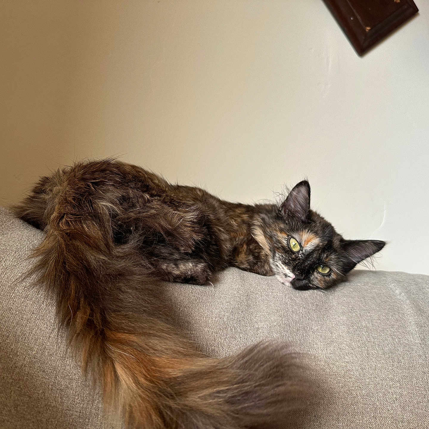 Princess Donut