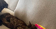 Princess Donut joined the competition — help win amazing prizes! cat, fluffy_cat, long_hair, sleeping, relaxed, pet, animal, sofa, couch, cushions, living_room, indoor, sweet_bag, candy, starburst, toy, pink, brown, black, cozy