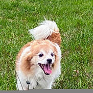 Lucky joined the competition — help win amazing prizes! dog, grass, outdoor, happy, animal, pet, nature, field, running, tongue_out, fur, brown, white, tail, playful, canine, mammal, summer, daytime, energetic