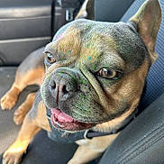 Kona is registered to the contest to win money with this photo: dog, french_bulldog, pet, canine, car_seat, paint_spots, close_up, brown_fur, black_nose, ears, tongue, happy, animal, domestic_animal, seatbelt, inside_car, fur, snout, mouth_open, relaxed
