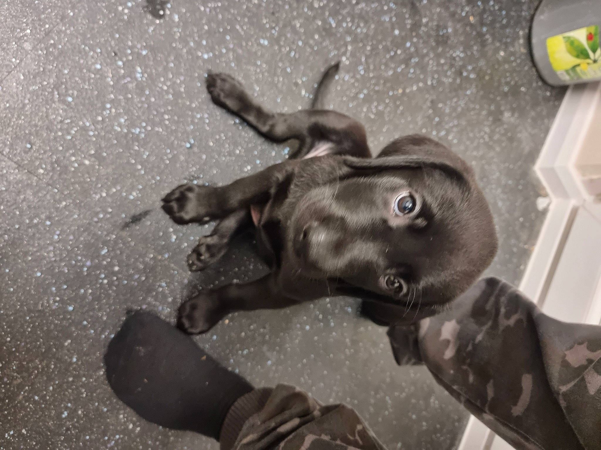 Ralph joined the competition — help win amazing prizes! art, asphalt, dog, dog_breed, ear, fawn, gesture, grey, guard_dog, happy, metal, monochrome, monochrome_photography, road_surface, snout, sporting_group, terrestrial_animal, working_animal, wrinkle