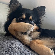 Mia joined the competition — help win amazing prizes! dog, paw, fur, black, tan, lying_down, pet, animal, cute, ears, snout, indoor, resting, close_up, texture, cozy, face, playful, shy, relaxed