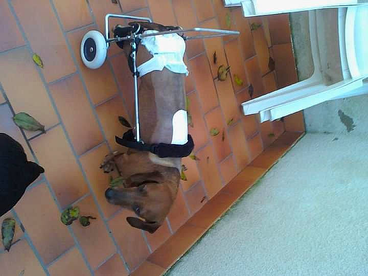 Maya participe au concours pour gagner de l'argent avec cette photo : cat, fawn, floor, flooring, room, table