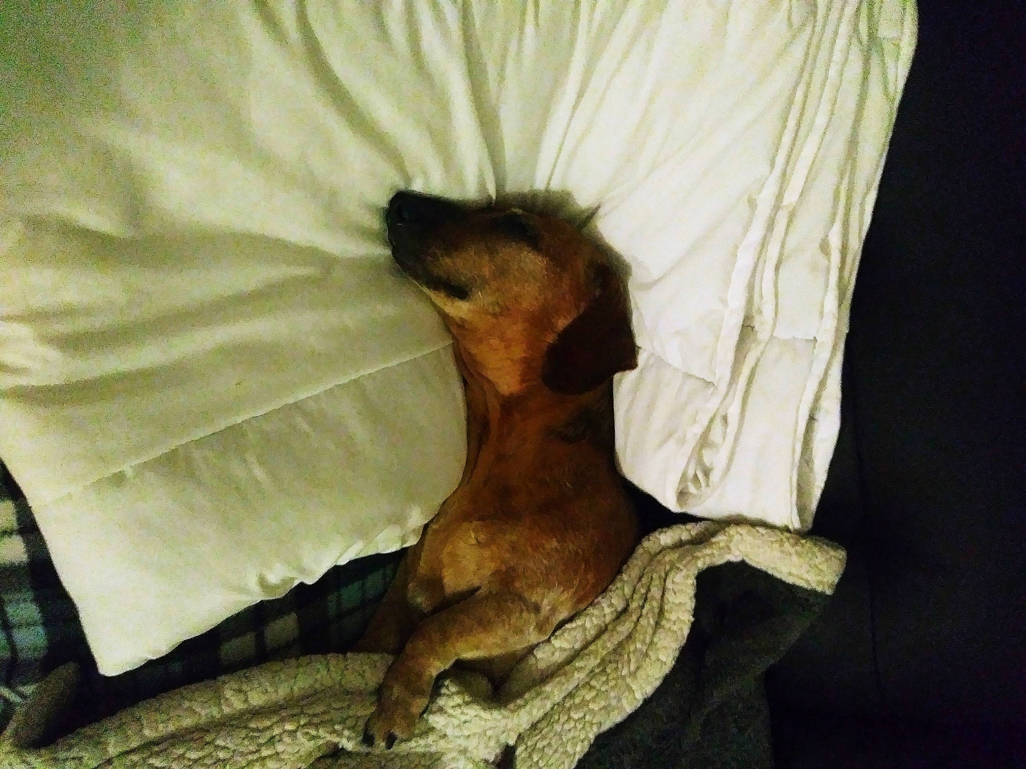 Maya participe au concours pour gagner de l'argent avec cette photo : canidae, carnivore, fawn