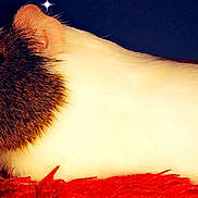 Gizmo participe au concours pour gagner de l'argent avec cette photo : fawn, guinea_pig, hamster, rat, rodent, whiskers